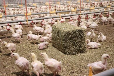 The Lisabeth integration uses alfalfa bales as a welfare measure for the Gallux chicken concept. Photos: Dick van Doorn