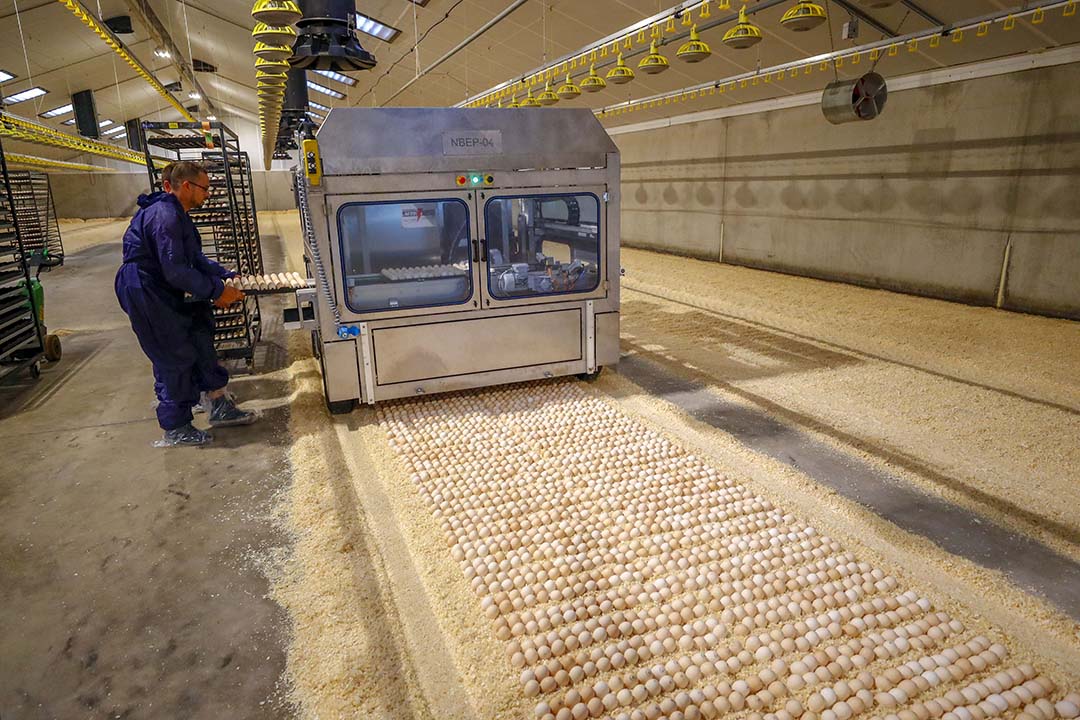 With the NestBorn machine, eggs are placed on-farm on day 18 of the incubation.