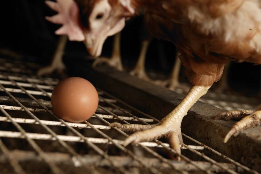 Diseases often have a severe impact on egg quality, hence the need for biosecurity, vaccination and veterinary control.