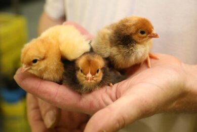 The positive results on chick development after organic acid treatment of hatching eggs was attributed to its effects in lowering the microbial load inside the eggs.