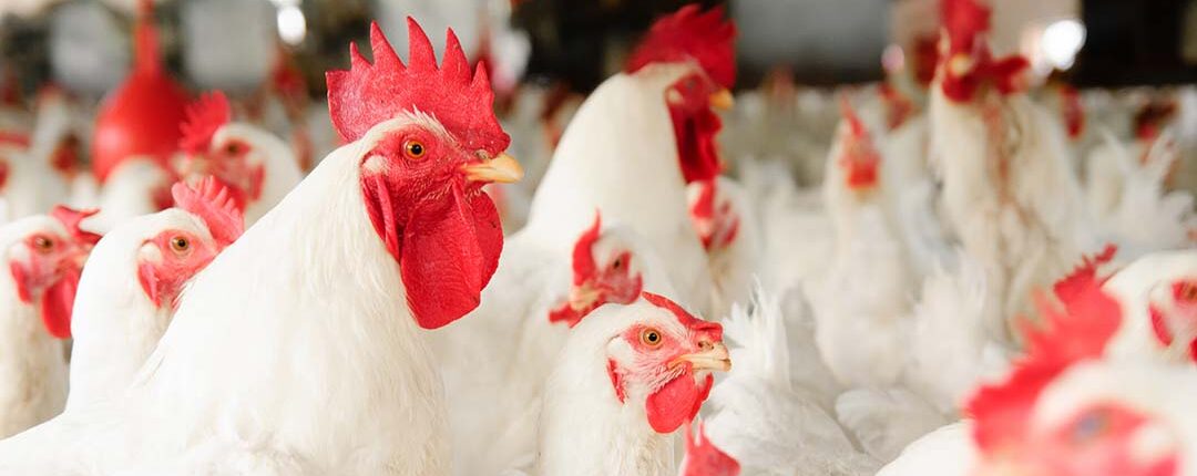 The reference parameter for the reproductive efficiency of batches of heavy breeders is the maximised production capacity of fertilised eggs by the number of birds housed.
