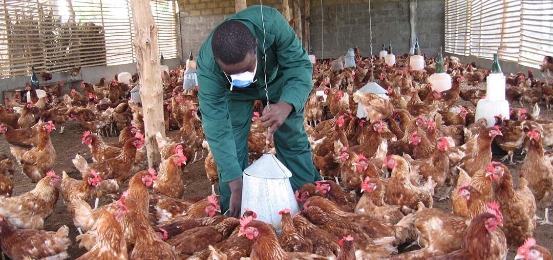The Nigerian poultry industry finds itself in a precarious position, confronted with an array of challenges, ranging from soaring feed costs to policy dilemmas.