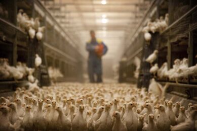 The poultry sector can generate tons of data but utilising it to its full extent is difficult. Artificial intelligence could offer a solution. Photos: Bart Nijs