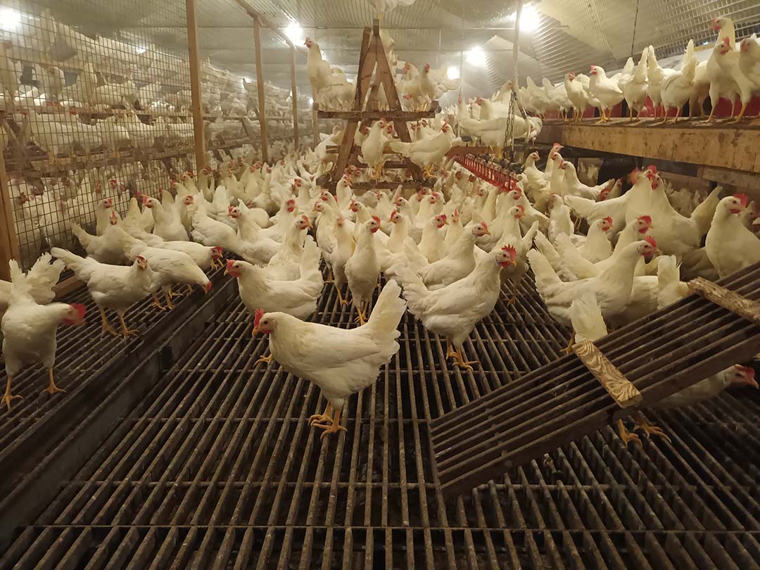 The house with the 3,600 research hens falls under the Van den Ham Animal Nutrition Research unit.