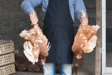 In the Netherlands, Kipster calculated their additional cost of handling chickens upright by the abdomen - instead of by the legs - amounts to 0.0004 euro per egg.  Photo: Canva
