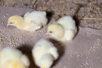 By 2030, it is expected that Russian genetics could represent 25% of the country's poultry meat production. Photo: Canva