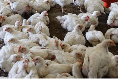 Some poultry houses in the northern and southern regions have been shut down due to the war, while others suffer from a labour shortage, as since the outbreaks of hostilities on the border, many foreign workers have left Israel. Photo: Canva
