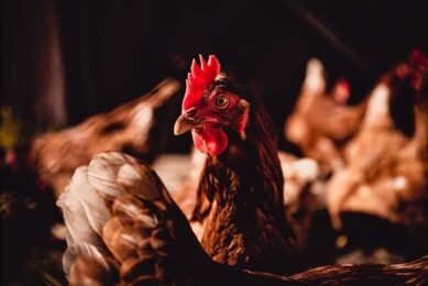 “I would argue that the stability we have had for the past 20 years is the aberration," says supply chain expert, broiler producer and professor of sustainable agri-food systems, Louise Manning. Photo: Canva