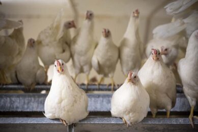 Amino acids play a crucial role in optimising poultry diets. Photo: Bram Becks