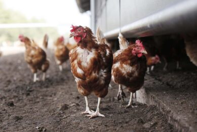 New research shows that 4% or 6% dietary supplementation of stevia residue improves the productivity and gut health of laying hens. Photo: Ton Kastermans