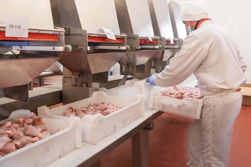 It is reported that in 2024, Russia plans to produce 2% more poultry meat than in 2023. Photo: Canva