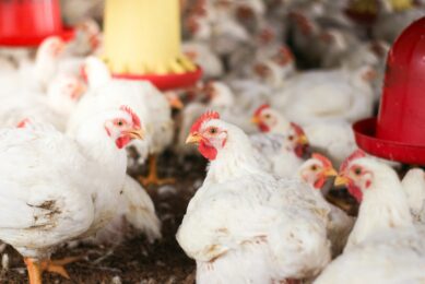 Column: Behaviour in combination with layout is key in broiler breeding