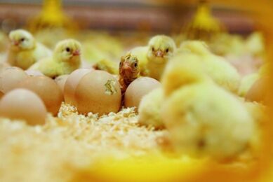 NestBorn says that its on-farm hatching concept significantly improves the level of welfare and health of broilers, and that no investments or modifications are needed in the poultry house. Photo: NestBorn