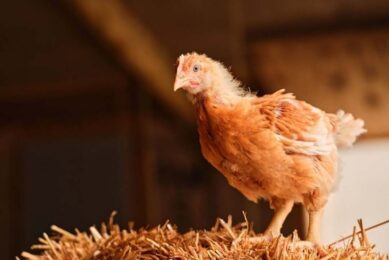We first introduced our Oakham Gold chicken in 2020 and customers have responded well as they have seen the extra benefits of better welfare and multigrain diet on flavour. Photo: Marks & Spencer