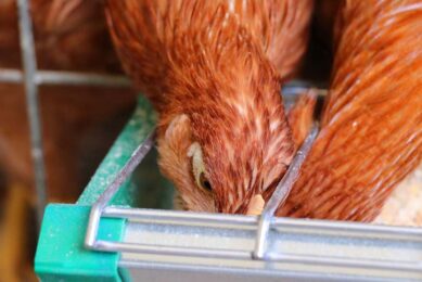 In 2021, the Commission committed to introduce legislative proposals for an EU ban on caged farming before the end of 2023. Photo: Canva