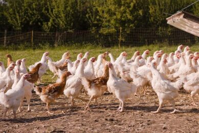 Agriculture minister Jim Fairlie: “We want to improve the welfare of laying hens to ensure their confinement does not negatively impact their normal behaviours." Photo: Canva