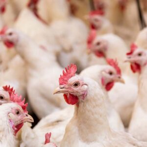The UK does not currently have outbreaks of HPAI in poultry or other captive birds and the current risk to poultry from HPAI H5 in Great Britain is considered low. Photo: Canva