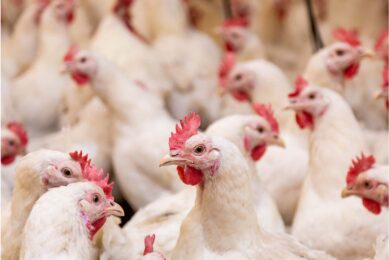 The UK does not currently have outbreaks of HPAI in poultry or other captive birds and the current risk to poultry from HPAI H5 in Great Britain is considered low. Photo: Canva