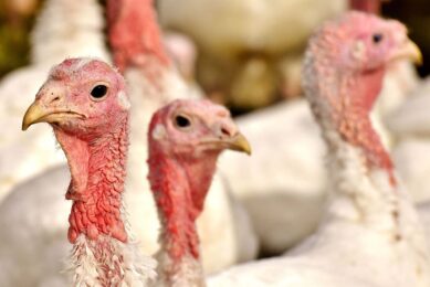 Identifying a solution to histomoniasis is a formidable task facing the turkey industry. Photo: Canva