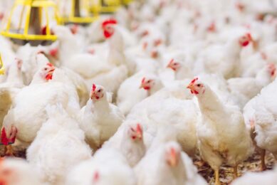 Under a new set of veterinary rules, free-range poultry will be banned from 1 March 2025. Photo: Canva