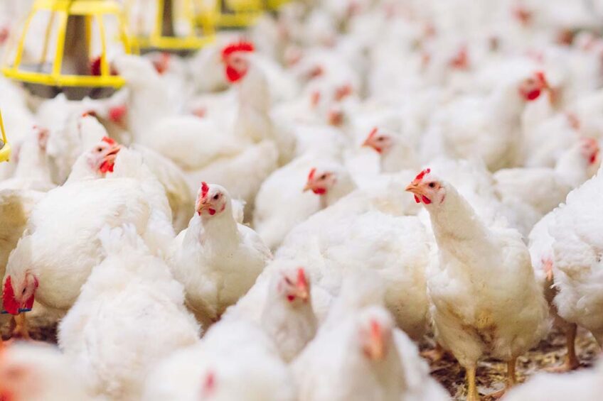 Under a new set of veterinary rules, free-range poultry will be banned from 1 March 2025. Photo: Canva