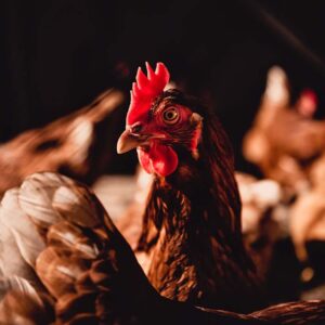 Surveillance schemes for the early detection of new outbreaks of avian influenza should consider the poultry type and flock size to be effective, says EFSA. Photo: Canva