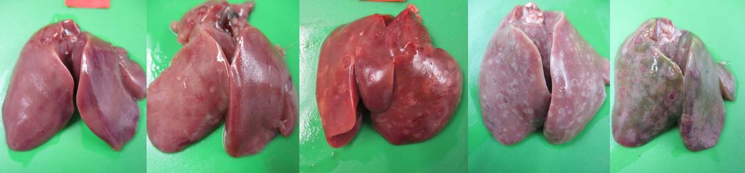 Figure 3 - Gross lesions of the liver. (A) Healthy liver without any lesions. (B) A few necrotic white spots on the liver. (C) Scattered pale-tan necrotic spots on the liver. (D) Several white and red necrotic spots on pale and discoloured liver. (E) Coalescing pale pink, tan and red necrotic spots on pale and discoloured liver.