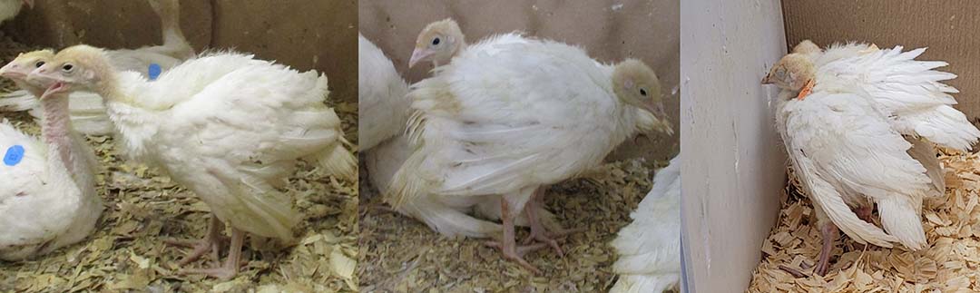 Figure 7 - Clinical signs of histomoniasis exhibited in turkeys from experimental studies. (A) Dull, depressed, stunted bird with ruffled feathers and droopy wings. (B) Dull and depressed bird in hunched up stance with droopy wings. (C) Dull and depressed birds with closed eyes, ruffled feathers, droopy wings, huddled in a corner.