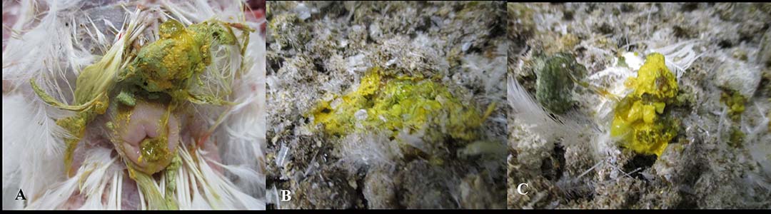 Figure 8 - Histomoniasis causes yellowish/yellow-green diarrhoea. (A) Yellowish-green diarrhoea staining feathers around the vent. (B) Yellowish-green watery diarrhoea. (C) Bright yellow coloured faeces (sulphur-yellow).