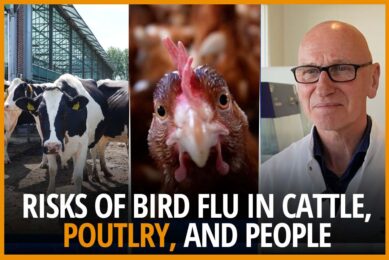 Video: Risks of H5N1 bird flu in dairy, poultry, and people