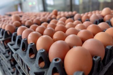 The Omelette project wants to reach 3 main target groups: the laying hen sector, local authorities and the consumers. Photo: Canva