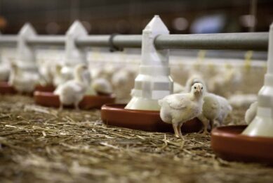 Self-medication in poultry farming impacts both avian and human health.