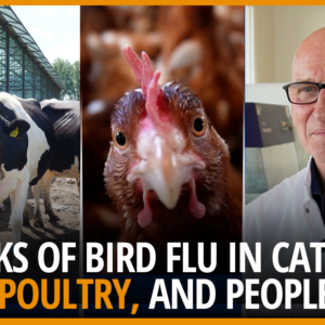Video: Risks of H5N1 bird flu in dairy, poultry, and people
